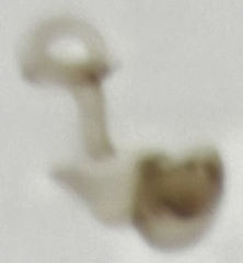 Ptiliodes amplicollis