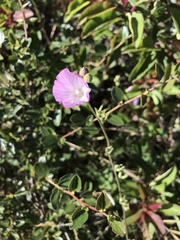 Sidalcea sparsifolia