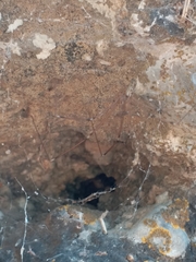 Pholcidae