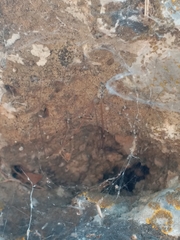 Pholcidae