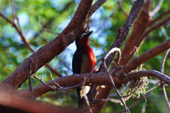 Melanerpes portoricensis
