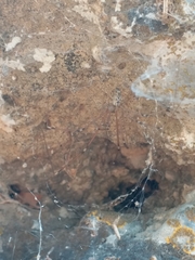 Pholcidae
