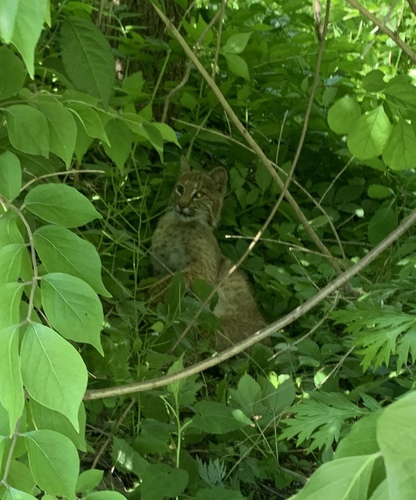 Eastern Bobcat photographed in New York