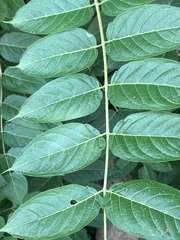 Ailanthus altissima