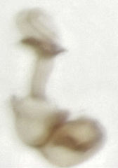 Ptiliodes amplicollis