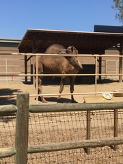 Camelus dromedarius