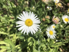 Aphanostephus skirrhobasis thalassius