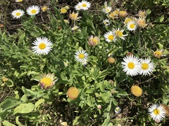 Aphanostephus skirrhobasis thalassius