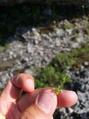 Angiospermae