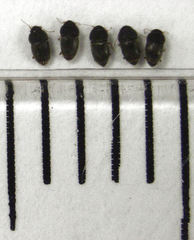 Ptiliodes amplicollis