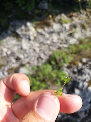 Angiospermae