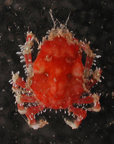 Menaethius, 2008-11-30