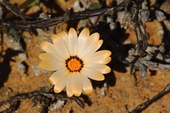 Dimorphotheca pinnata