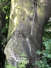 Ailanthus altissima