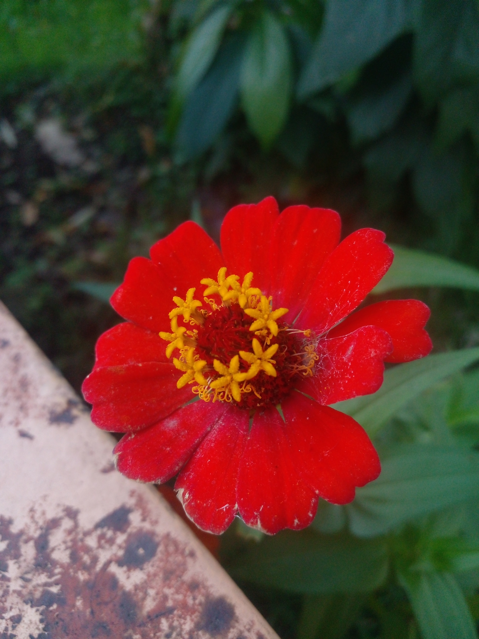 Zinnia elegans