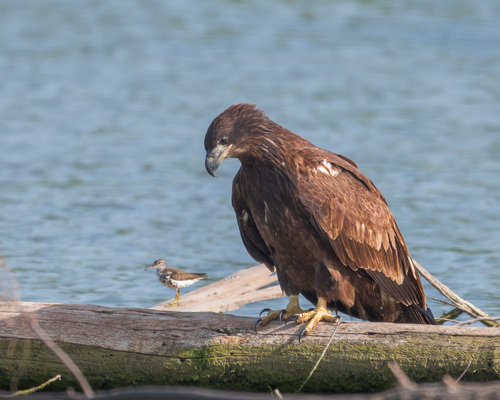Bald Eagle photographed in Texas