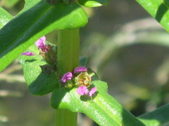 Ammannia coccinea