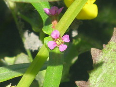 Ammannia coccinea