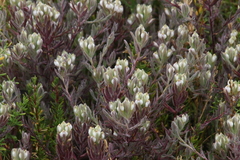 Chloropyron maritimum maritimum