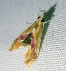 Agathodes monstralis