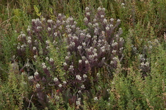 Chloropyron maritimum maritimum