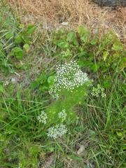 Ptilimnium capillaceum