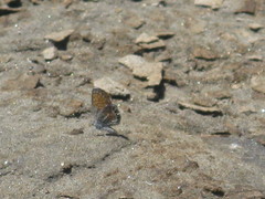 Polyommatinae