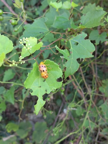 Oides decempunctata