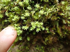 Dichodontium pellucidum