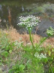 Ptilimnium capillaceum