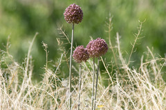 Allium ampeloprasum