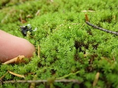 Dichodontium pellucidum