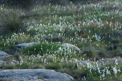 Hesperantha cucullata