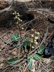 Pyrola picta