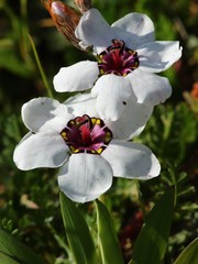 Sparaxis elegans