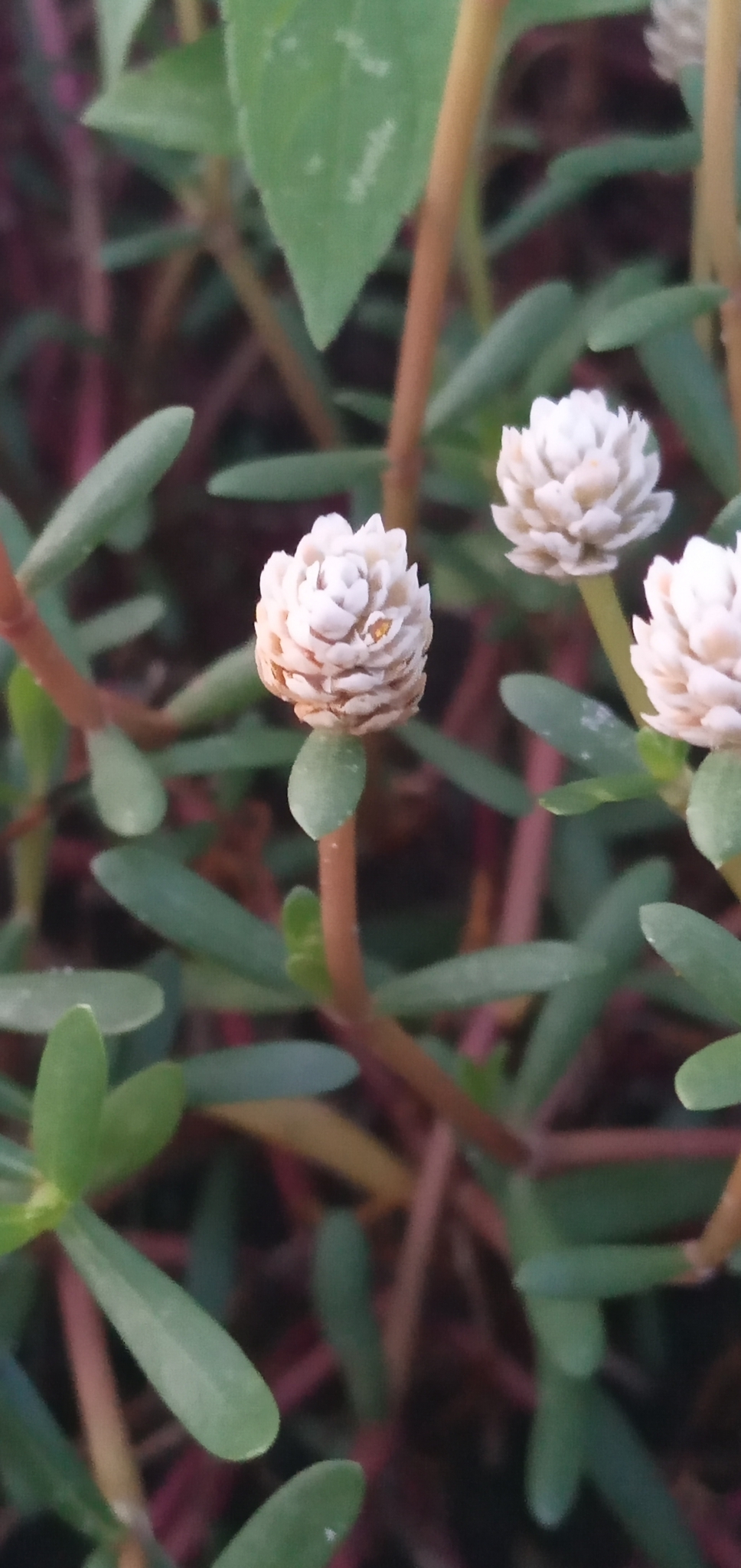 Blutaparon portulacoides