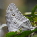 Morpho eugenia - Photo (c) Tim Guida, some rights reserved (CC BY-NC), uploaded by Tim Guida