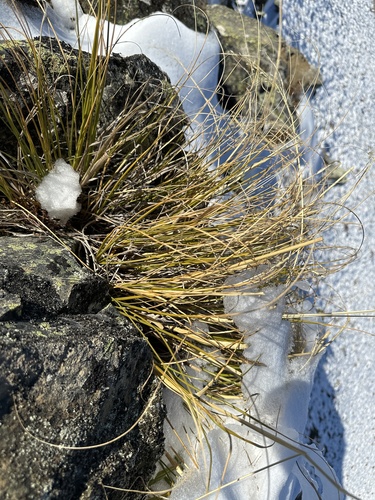 Image of Chionochloa rigida by no rights reserved