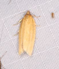 Clepsis clemensiana