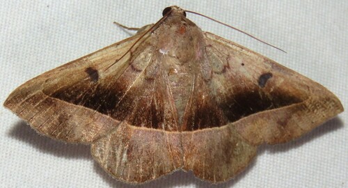 Ferguson's Epidromia Moth photo 2