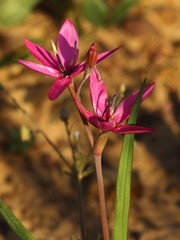 Hesperantha pauciflora