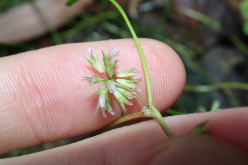 Image of Trifolium cernuum by (c) Thomas Mesaglio, some rights reserved (CC BY)