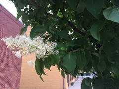 Syringa reticulata