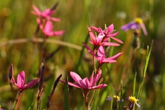 Hesperantha pauciflora
