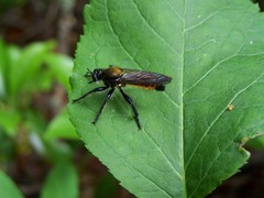 Laphria sericea