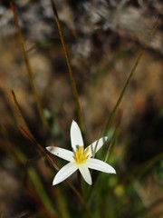 Pauridia serrata albiflora