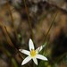 Pauridia serrata albiflora - Photo 由 markus lilje 所上傳的 (c) markus lilje，保留部份權利CC BY-NC-ND