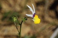 Nemesia cheiranthus