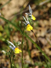 Nemesia cheiranthus