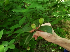 Calycanthus